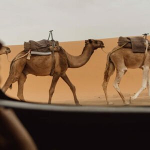 12 Days Tour from Casablanca